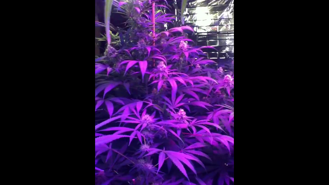 Home Grower Consulting Grow 2-12-2017