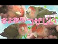 【特集】さよなら「コザじい」悠久山の人気者、人間だと約100歳の〝ご長寿インコ〟【新潟】スーパーJにいがた11月27日OA