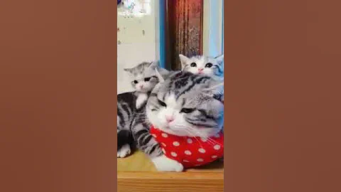 Video 1394871: oriental shorthair cat, american shorthair cat, tonkinese cat somali, korat cat, cat turkish, shorthair brown, somali cat havana