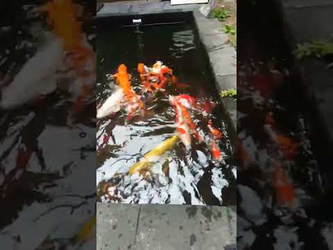 Koi menyejukkan hati