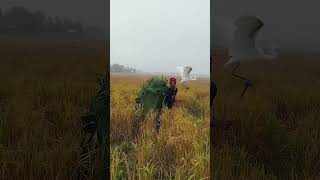 Download Lagu The sound of birds chirping #shortvideo #nature #hunting #birds #birdhunting #birdhunt MP3