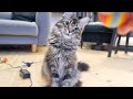 猫におもちゃ選ばせてみたらこうなったwww【師匠日記】