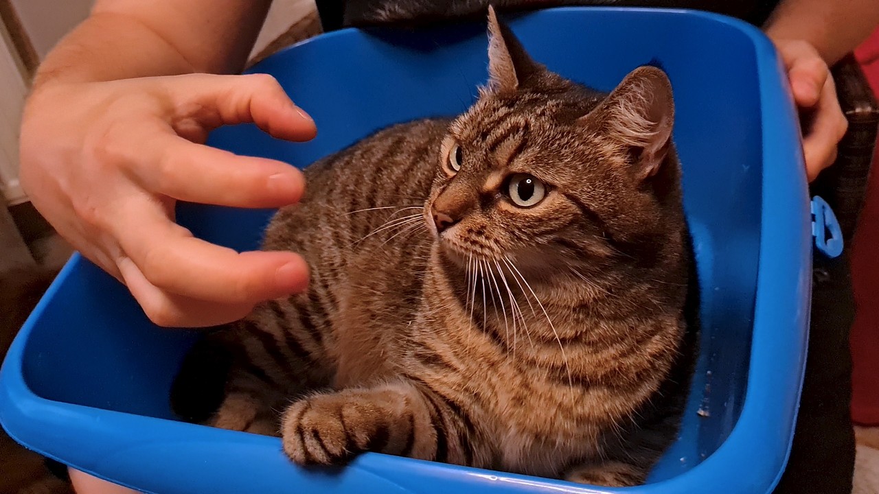 Cat bites hand, hand bites Cat