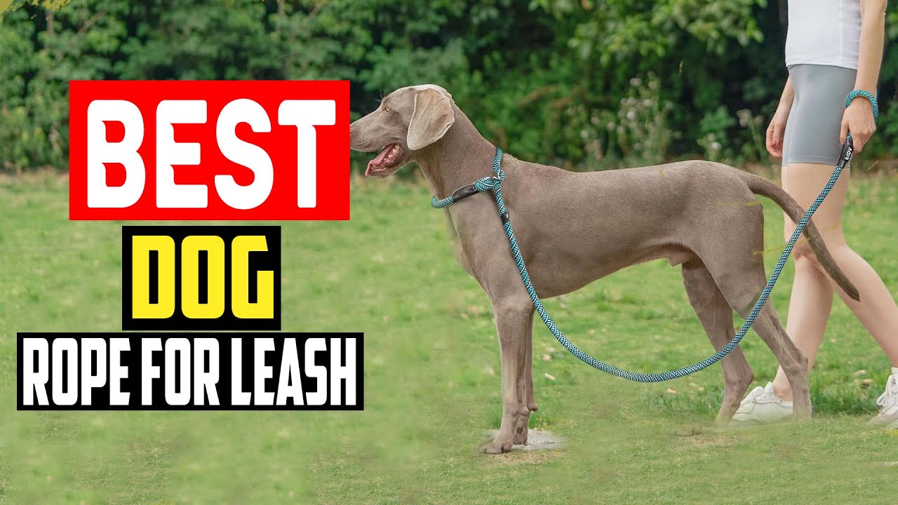 ✅Top 5 Best Rope For Dog Leash in 2025