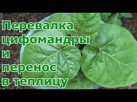 Перевалка рассады цифомандры