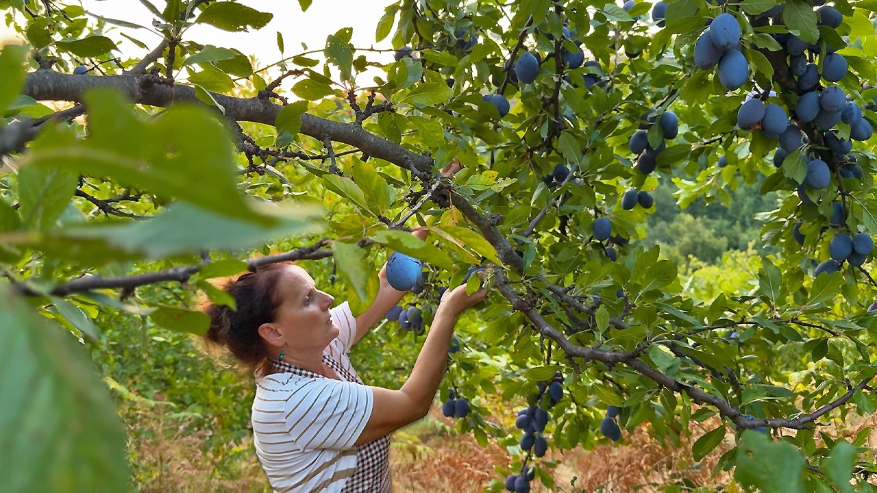 Traditional Albanian Hashaf 🇦🇱🍯 First Summer Plum Harvest 🍑☀️Delicious Jam