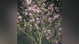 Bishnu Rabha Etia Kiman Rati.