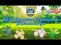 Lets try the new harvest event with dayli incense נבדוק את האירוע החדש עם אולי סיכוי לפגוש ציפור