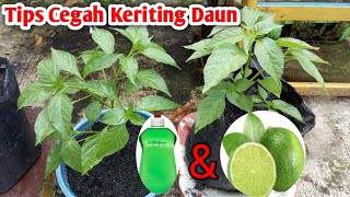 How to Plant Hydroponic Chilies Simply - Tips to Prevent Leaf Curling
