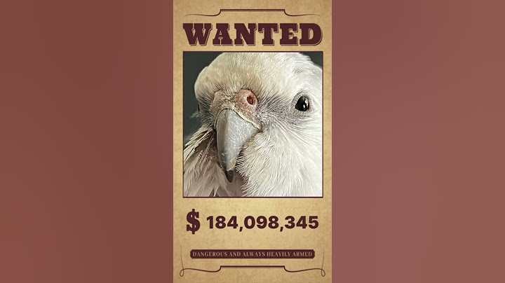Wanted…. #cute #viral #pets #birds #funny #family #animals #parrot #friends #love #shorts#fyp