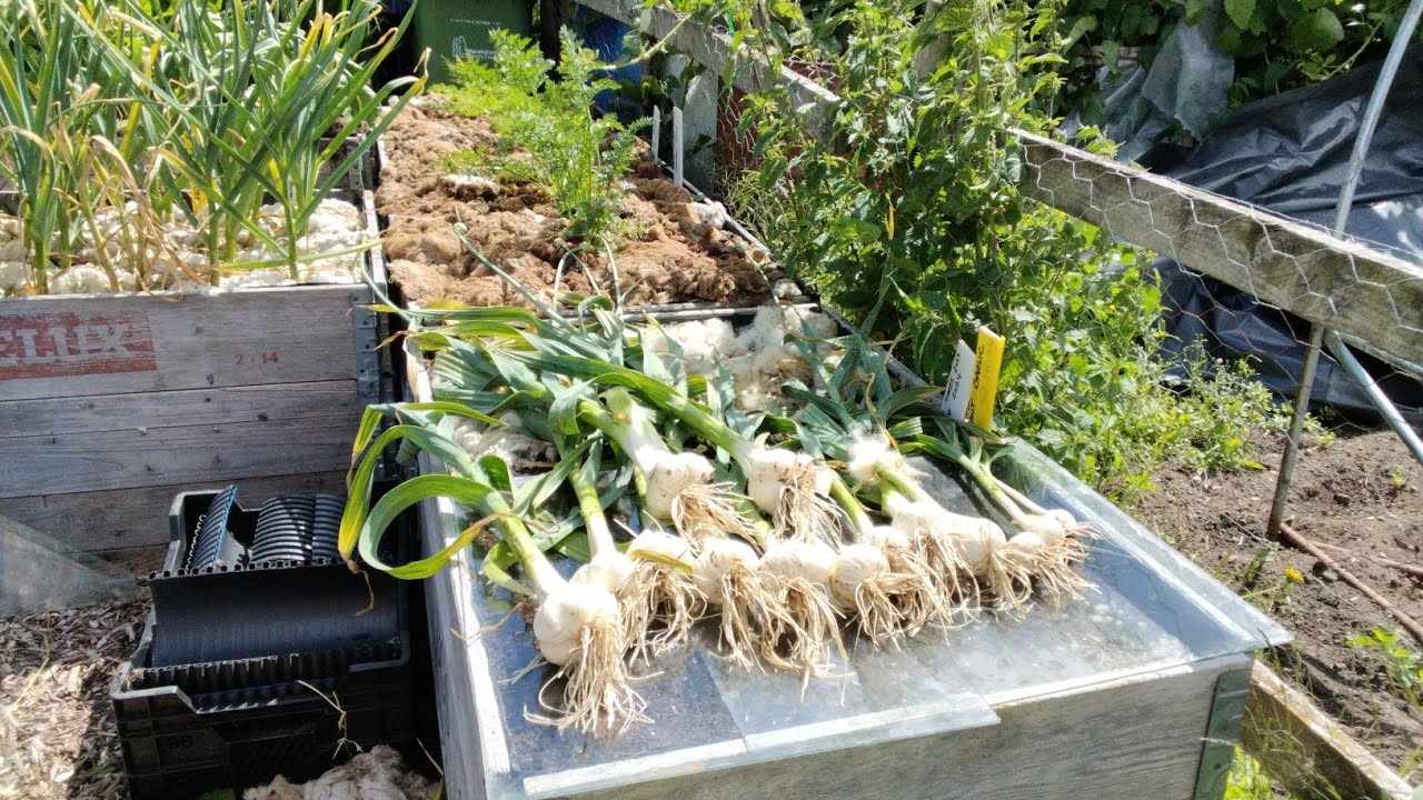 Heavy Rain Is My Elephant Garlic Rotting 🌞 Real Life Allotment Gardening
