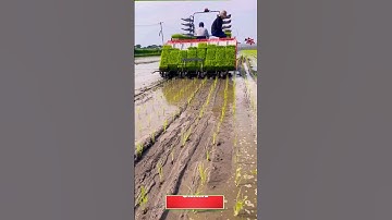Paddy transplanting machine #shorts #agriculture #kubota #viral