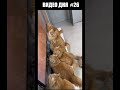 Видео дня #26 #npbfx