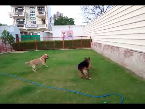 Clean And Hygienic Dog Boarding Facility For Your Dog's Stay