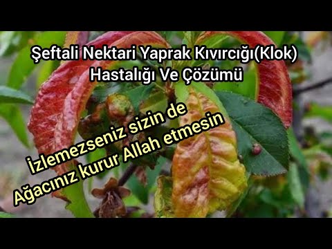 Şeftali Nektari Yaprak Kıvırcığı(Klok) Hastalığı Ve Çözümü-Şeftali kurutan Hastalık-Ziraat Mühendisi