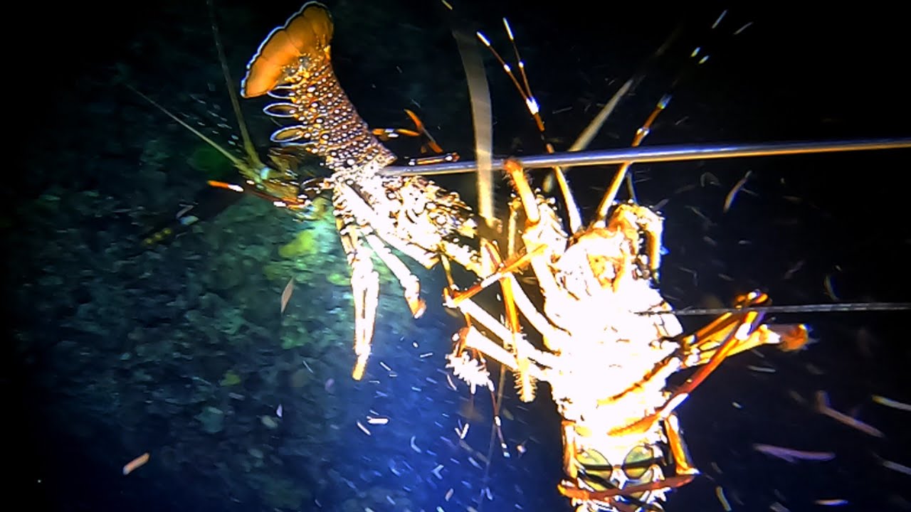 BAHAY NG LOBSTER😱