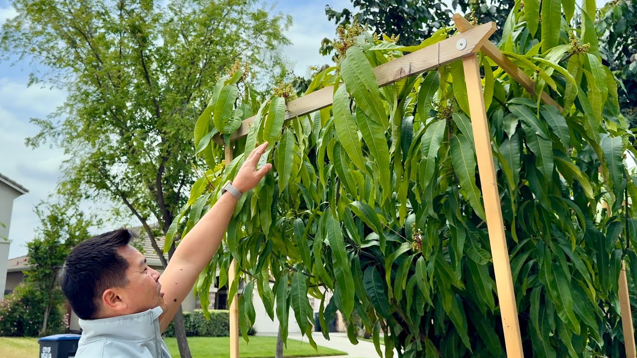Mango Trees - Super Easy To Grow in California's Central Valley