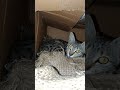 Ganpati bappa moriya padhi likhai mujhse na ho riya 😂#viral#short#youtube #funnycat