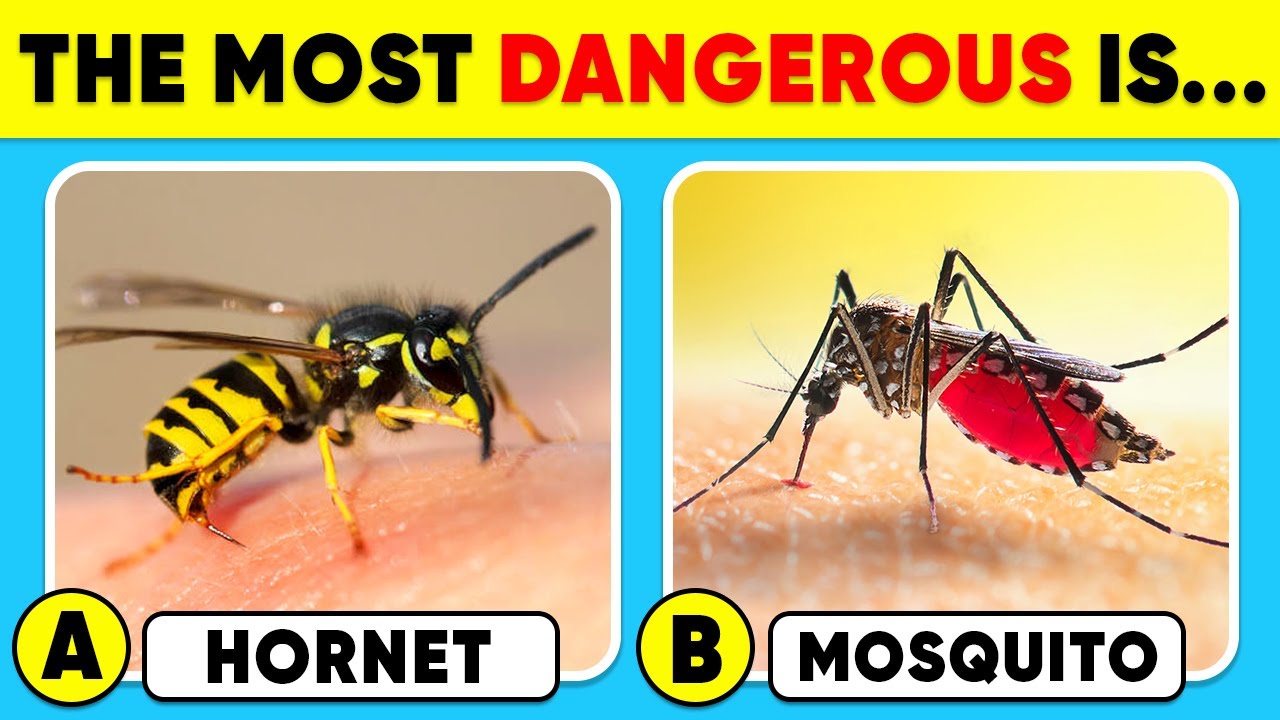 Насколько хорошо вы знаете животных? 🐝🦟✅⚠️ Викторина на общие знания