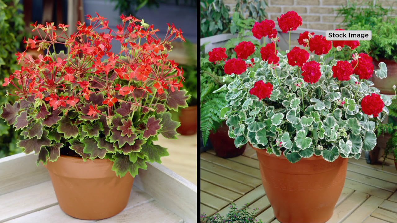 Roberta's 6-Piece Fancy Leaf Heirloom Geranium on QVC - YouTube