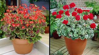 Roberta's 6-Piece Fancy Leaf Heirloom Geranium on QVC