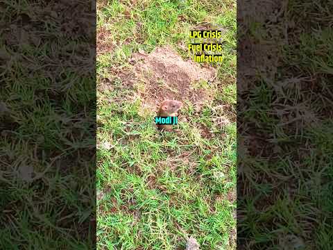 महामानव जी केवल चुनाव में नजर आते है 😱😱 #bjpexpose