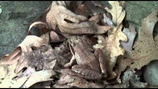 FROG IDENTIFICATION: WOOD FROG.avi