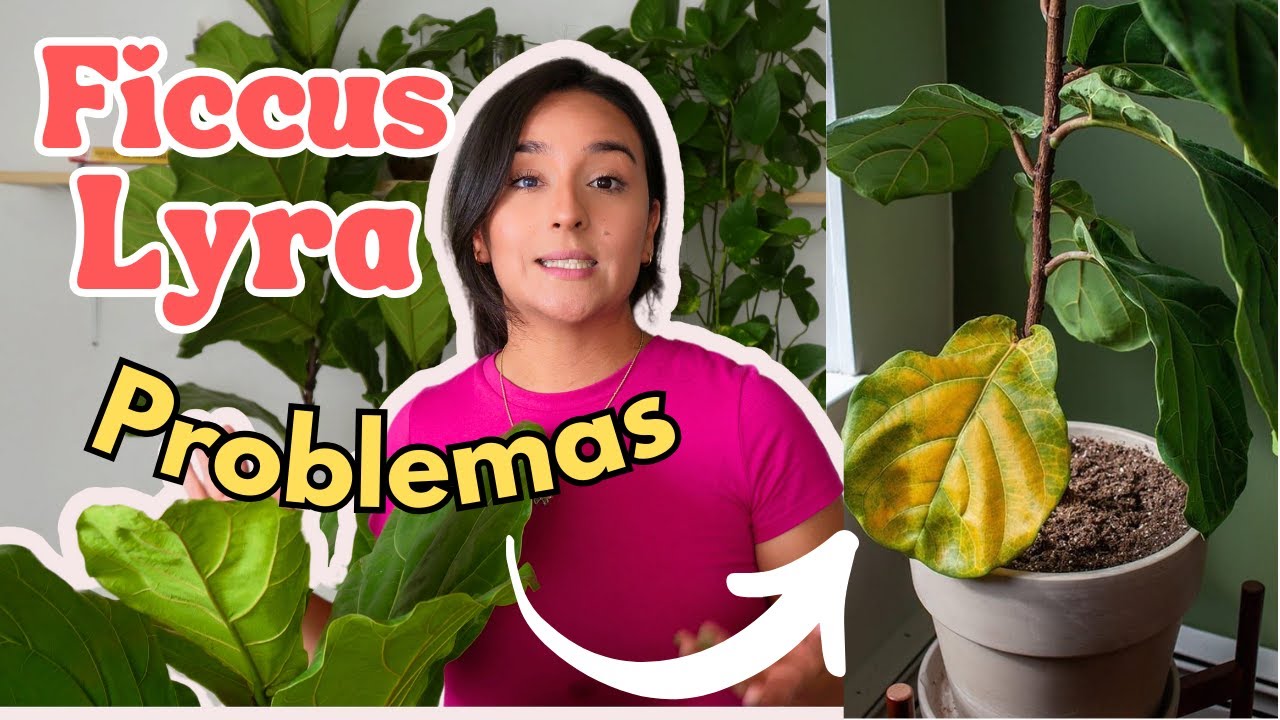 SE LE CAEN LAS HOJAS A TU FICCUS LYRATA ??? | PROBLEMAS