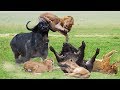 Wonderful Friendship! Herd Buffalo Ventures 3 Times To Save Friend and Make The Lion's Plot Fail