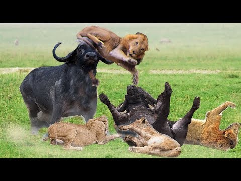 Thumbnail for Wonderful Friendship! Herd Buffalo Ventures 3 Times To Save Friend and Make The Lion's Plot Fail