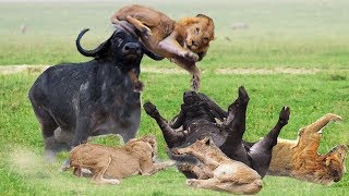 Wonderful Friendship! Herd Buffalo Ventures 3 Times To Save Friend and Make The Lion's Plot Fail