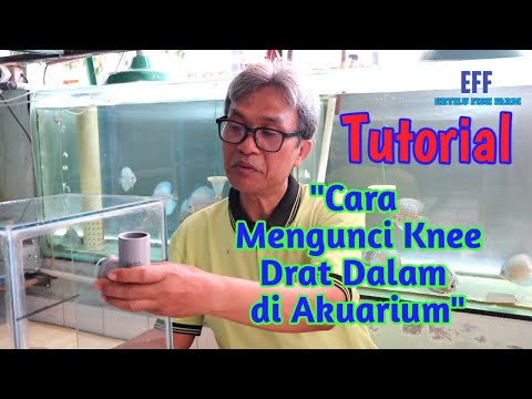 Video: Cara Merekatkan Latar Belakang Ke Akuarium