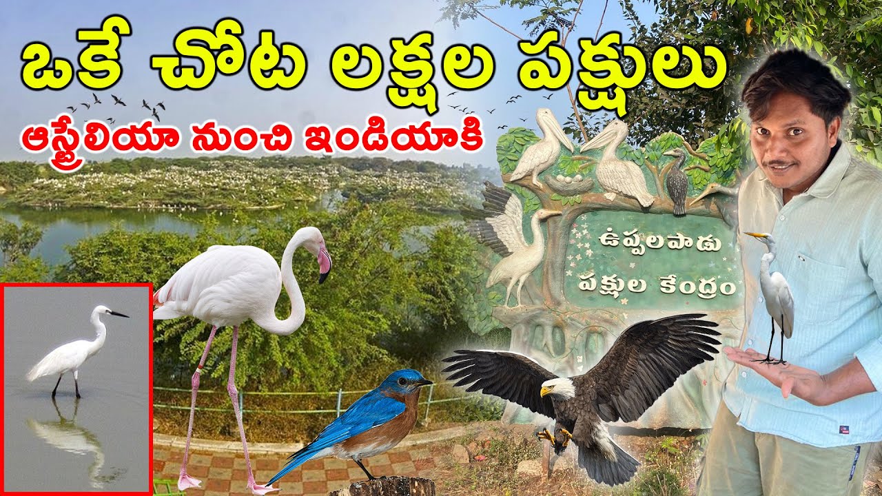 🕊️ ఒకే చోట లక్షల పక్షులు! 🌏 ఆస్ట్రేలియా నుంచి ఇండియా కి😍