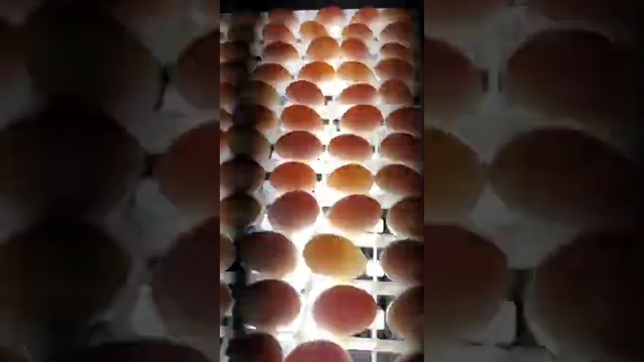 Incubator for your chicken and duck 2022 #  40