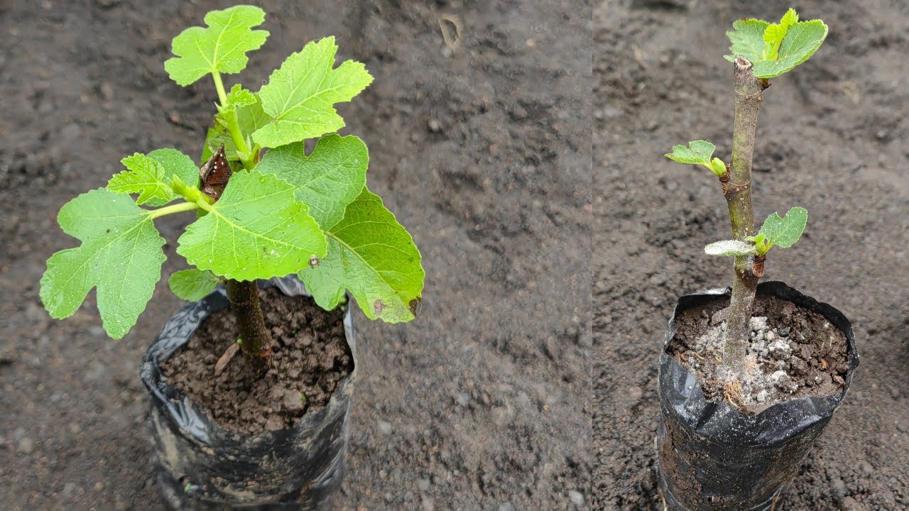 En Que Mes Se Plantan Los Esquejes De Higuera www.youtube.com