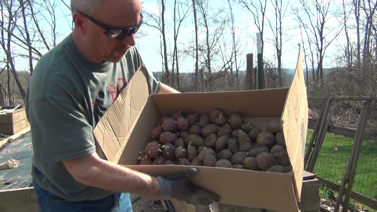 How to Plant Potatoes in Raised Beds YouTube