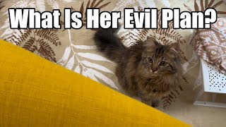 What is her evil plan? by Life With Piko And Maple 1,221 views 1 day ago 4 minutes, 20 seconds