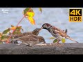 Cat TV for Cats to Watch 😺📺 Cute Baby Sparrows, Pigeons, and Squirrels 🐦 8 Hours(4K HDR)