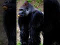 Gorilla Punggung Perak (Silverback)