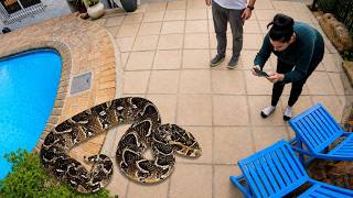 Deadly Snake At Her Pool
