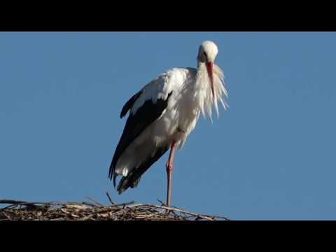 Storch - Stork - Cigogne