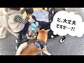 赤ちゃんをはじめてベビーカーに乗せたら柴犬がこうなった