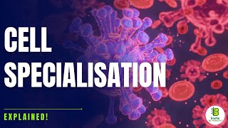 Cell Specialization | Bio Pal