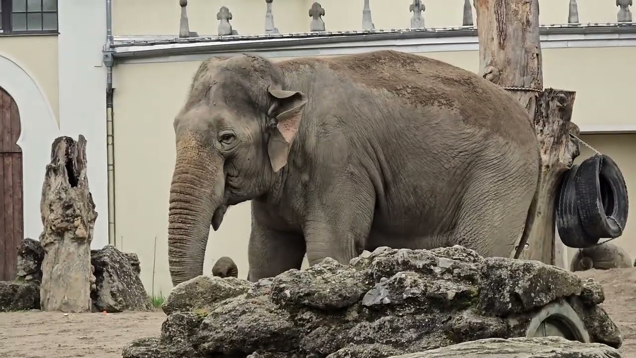 Elefantenfütterung mit Kommentierung 🐘#tierparkhellabrunn #elefant #elefantenalltag
