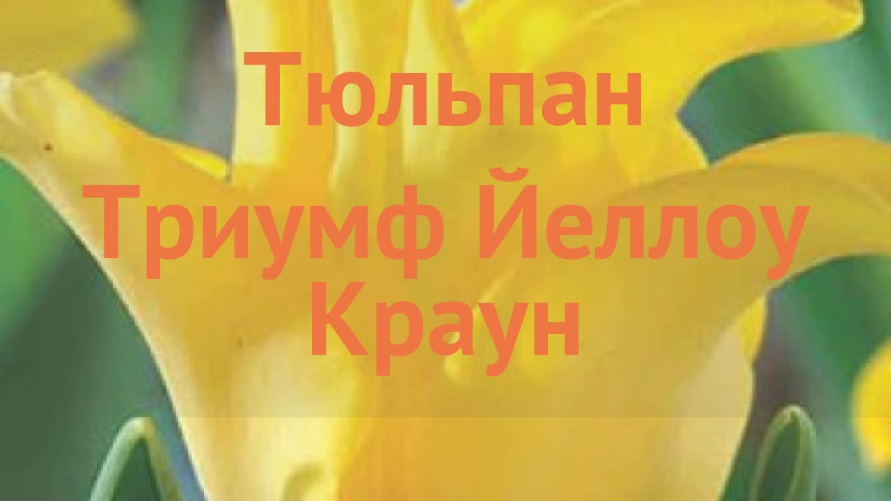 Краун как переводится