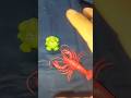 My funny toad Boing Boing | Catch and Touch Funny Frog hahaha | Videos Funny animal