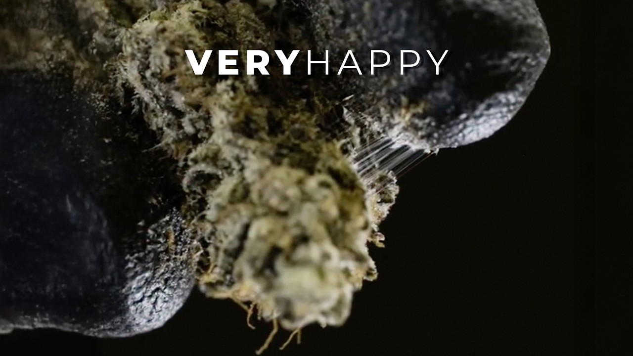 CÓMO OBTENER COGOLLOS PEGAJOSOS! LLENOS DE TRICOMAS!