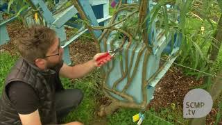 Grow your own furniture in a field
