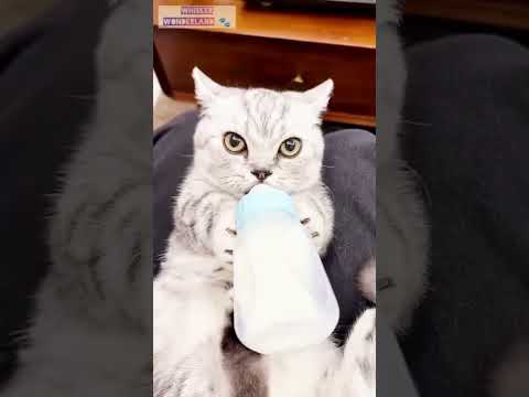 Milk Time For Baby Kitty 🍼😻 #BabyKitten #CuteCatVideo