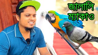 জালালি কবুতর ও ম্যাকাও বড় হয়ে গেছে | Macaw সেলফ ফিড হয়ে গেছে